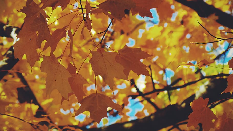 plant part, leaf, autumn, change, tree, branch, growth, no people HD wallpaper