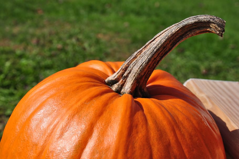 pumpkin, october, fall, autumn, orange, halloween, season, decoration HD wallpaper
