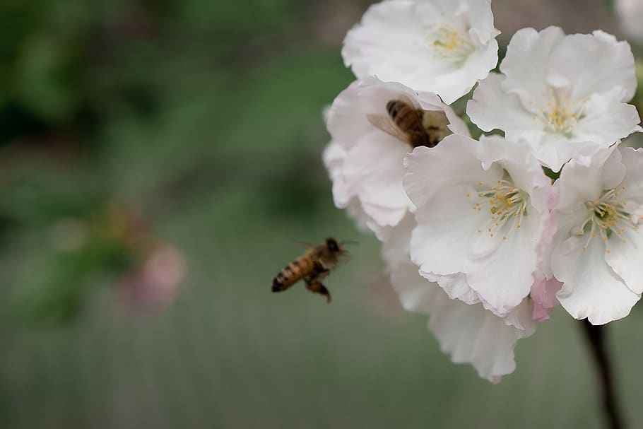 cherry blossom, bee, flower, beauty in nature, animal wildlife HD wallpaper