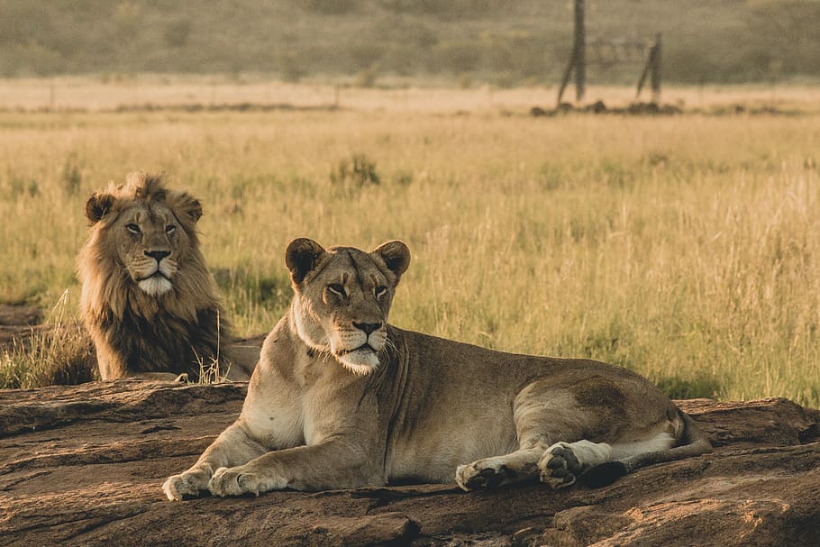 two brown lion lying on brown surface, feline, mammal, cat, animal themes HD wallpaper