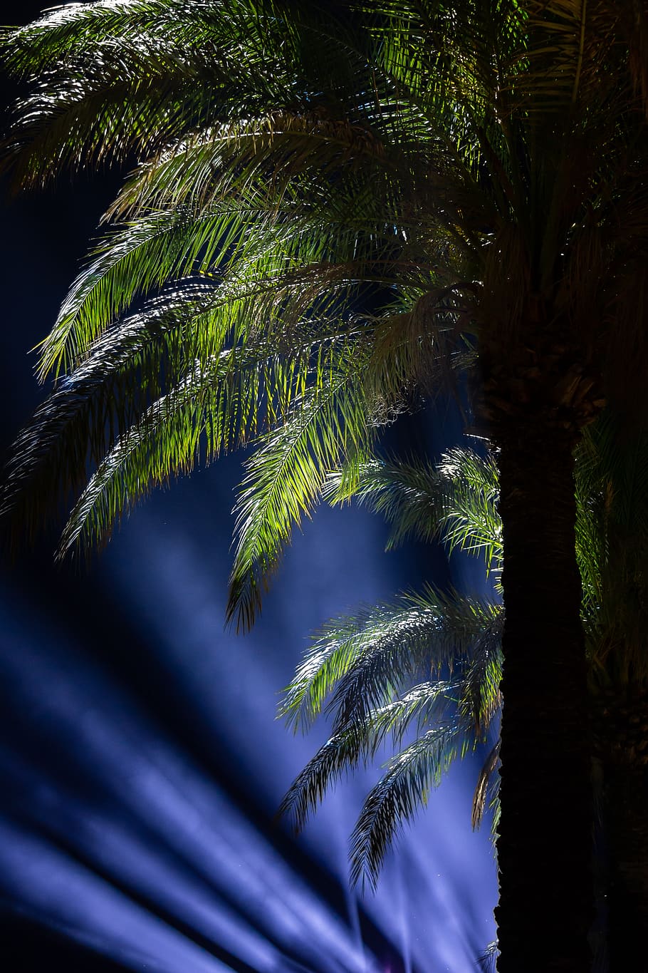 tree, palm, night, lights, leaves, holiday, vacation, resort HD wallpaper