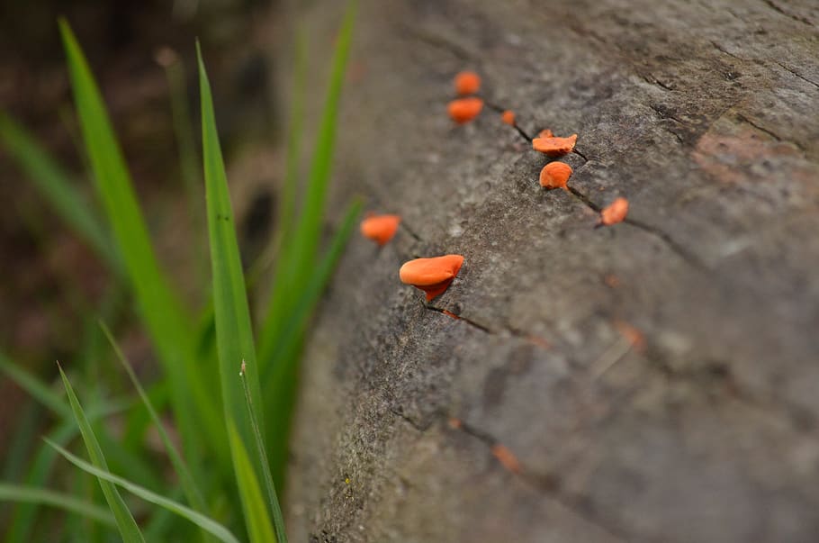 plant, soil, animal, fish, rock, ground, vegetation, nature HD wallpaper