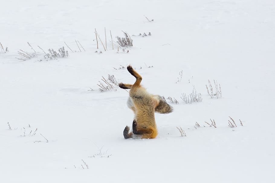 fox, red, jumping, hunter, hunting, wildlife, nature, snow