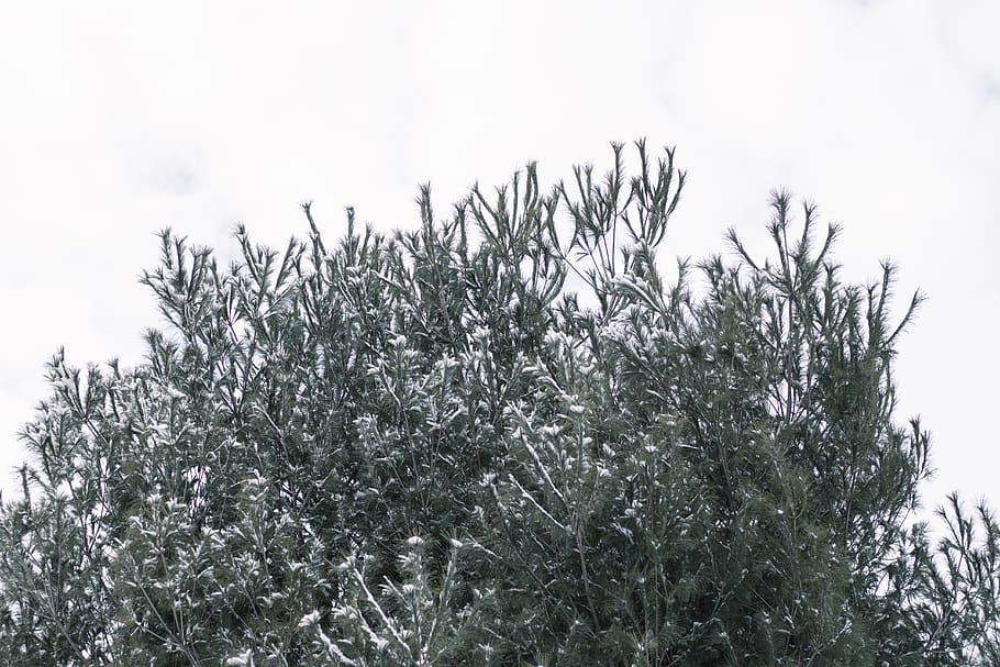 trees, snow, winter, cold, frost, sky, plant, growth, nature HD wallpaper