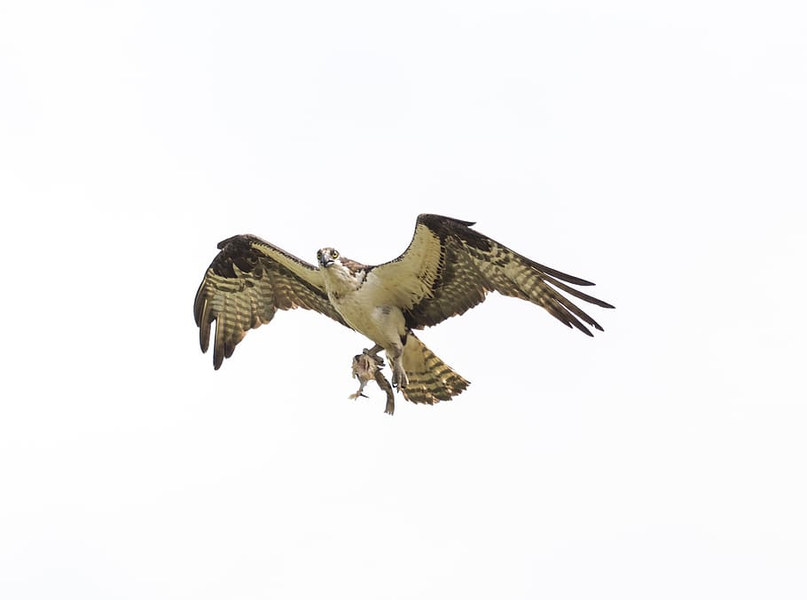 canada, beaverton, animal themes, flying, one animal, bird HD wallpaper