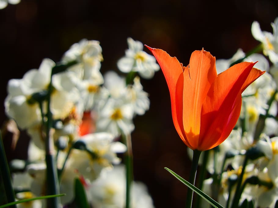 tulip, backlighting, orange, flower, nature, spring, mainau HD wallpaper