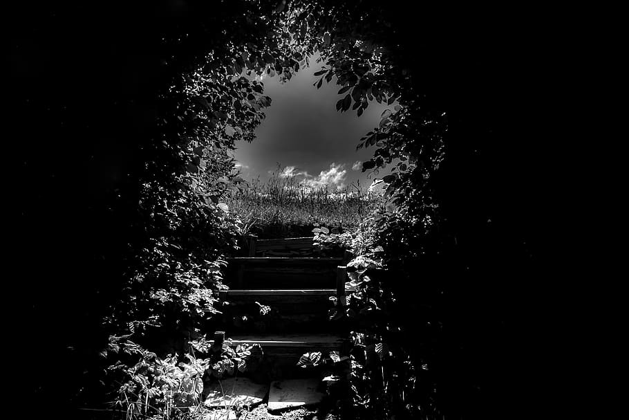 forest, stairs, trees, light, sun, path, hope, clouds, leafes HD wallpaper