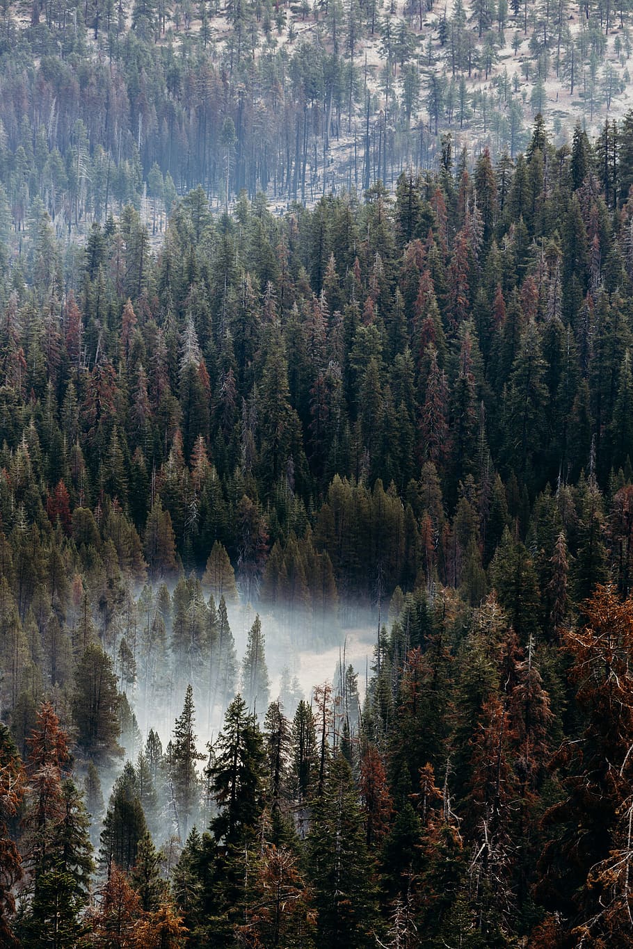 green trees, plant, forest, beauty in nature, scenics - nature HD wallpaper