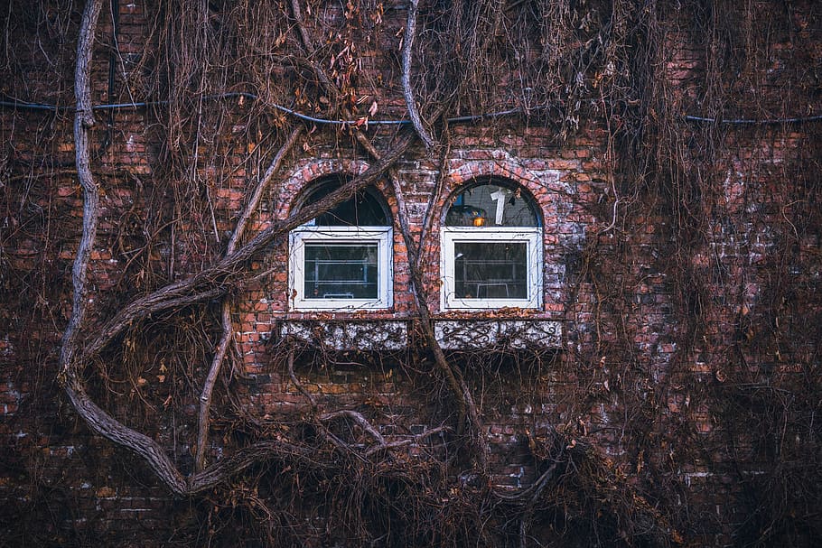 windows, brick, branches, twigs, wall, exterior, architecture HD wallpaper