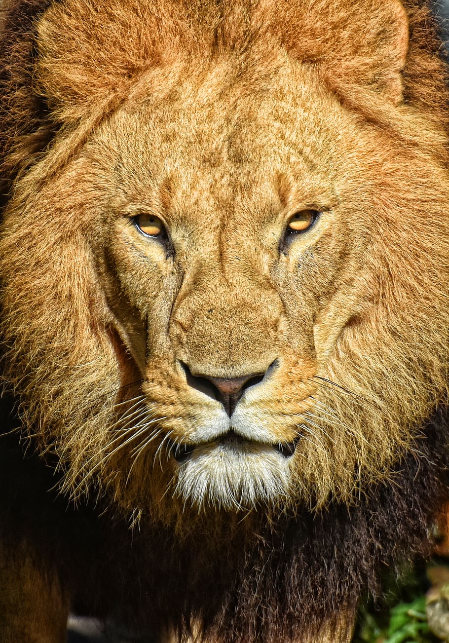 lion, predator, dangerous, mane, big cat, male, zoo, wild animal HD wallpaper
