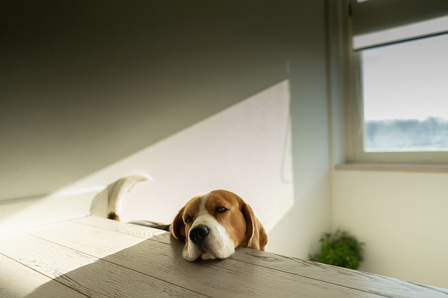 brown dog on table, pet, animal, canine, mammal, hound, beagle HD wallpaper