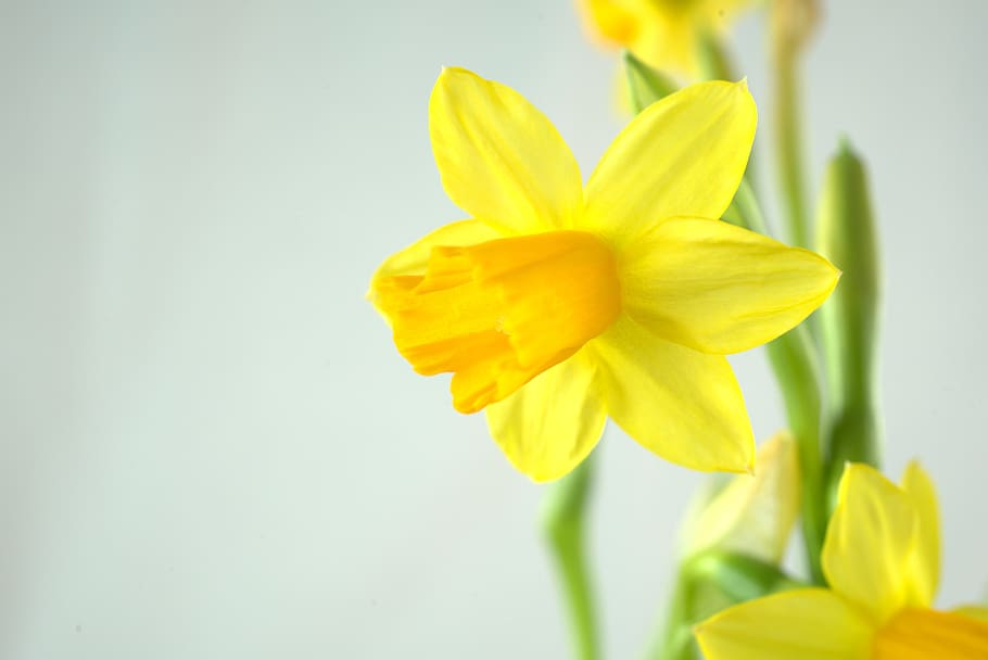 spring, easter, daffodil, flower, blossom, bloom, narcissus HD wallpaper