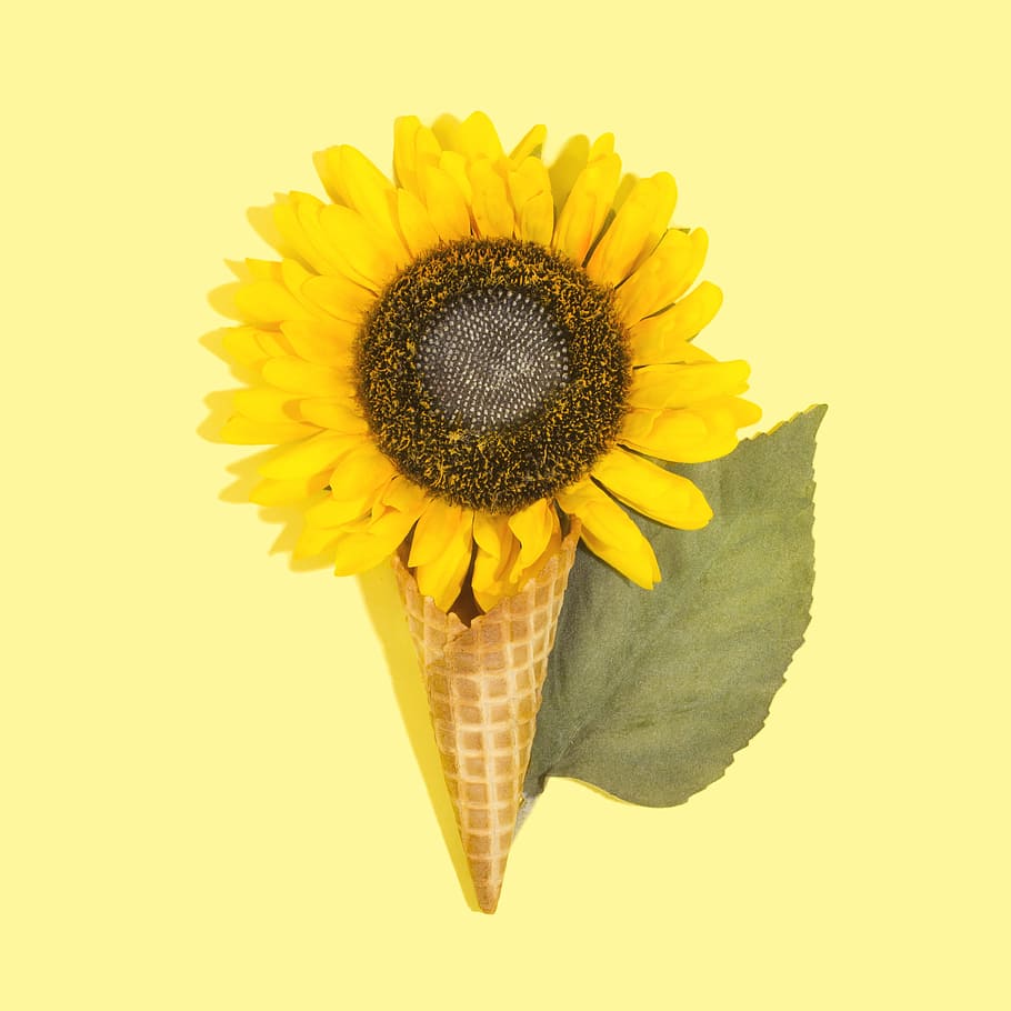 yellow sunflower in brown ice cream cone, creative, cornet, fall HD wallpaper