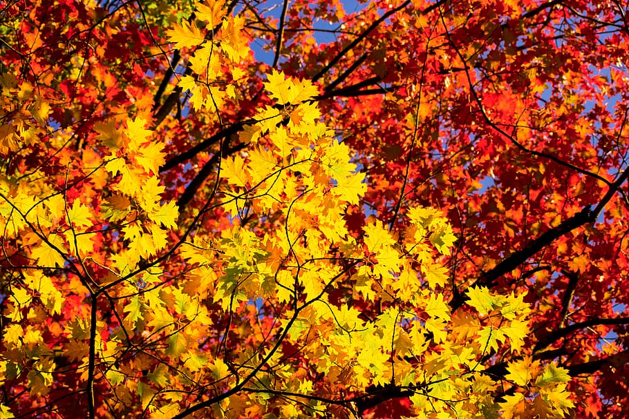 plant, leaf, tree, maple, nature, maple leaf, vegetation, autumn HD wallpaper