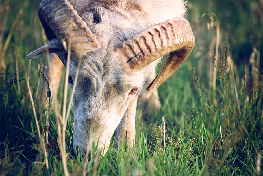 ram standing on grass, wildlife, mammal, gazelle, antelope, animal HD wallpaper