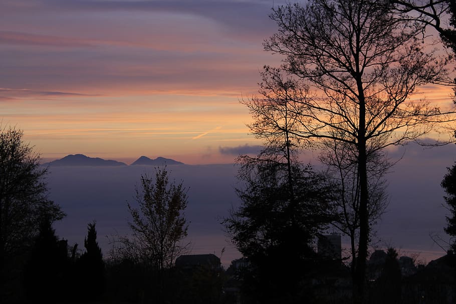 switzerland, lausanne, sky, tree, sunset, plant, beauty in nature HD wallpaper