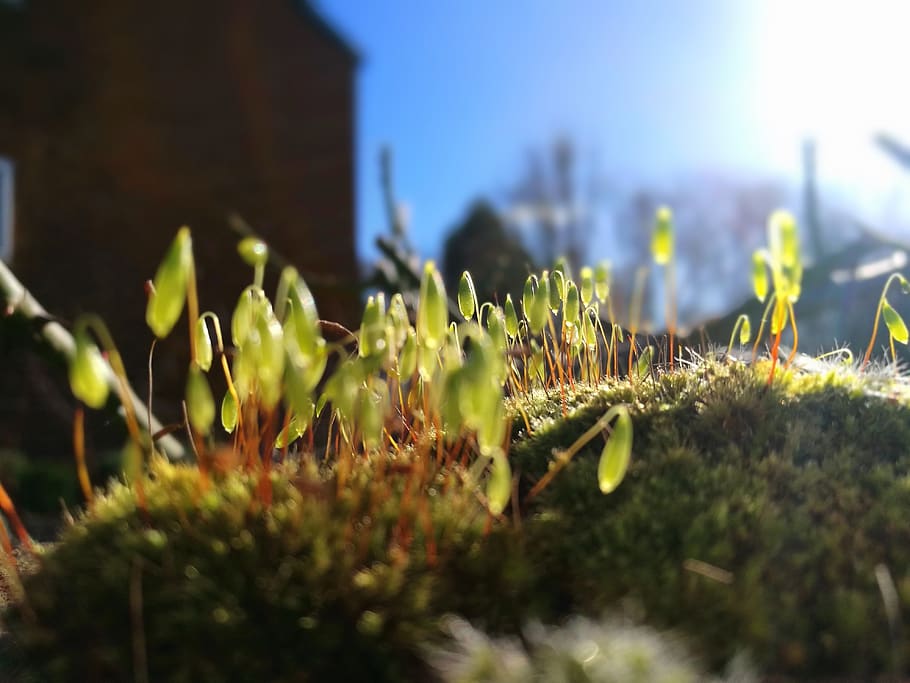 moss, sun, spring, closeup, green, glow, plant, selective focus HD wallpaper