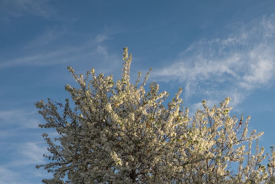 white, flowers, tree, spring, blue, sky, growth, gardening HD wallpaper