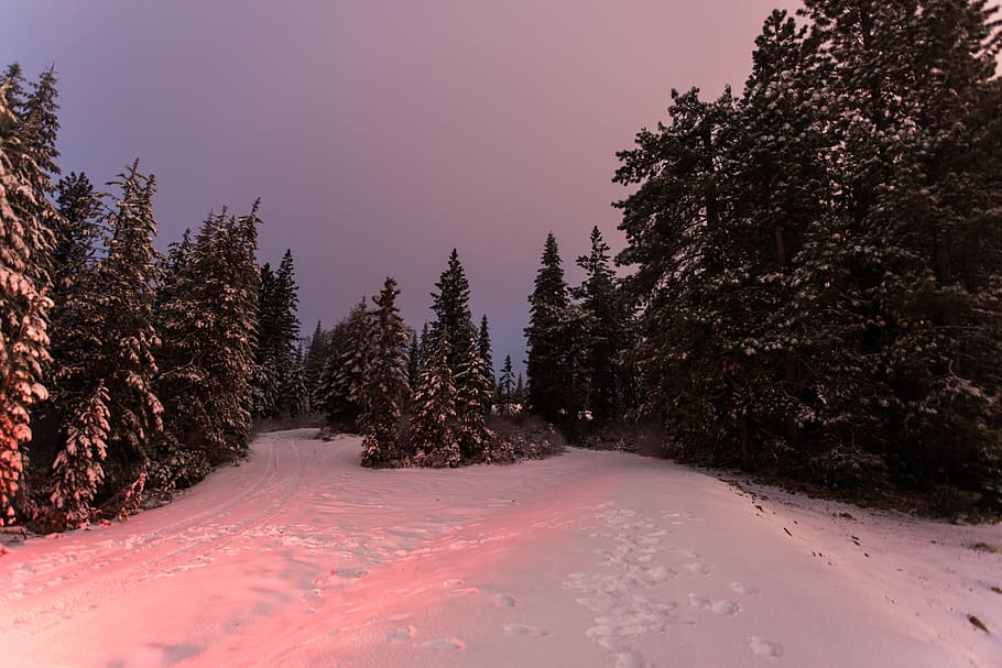 trees, forest, snow, tracks, ice, night, sky, clouds, lights HD wallpaper
