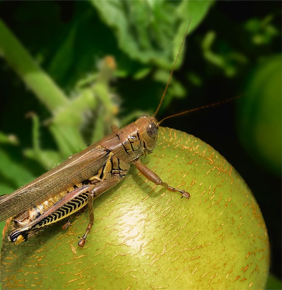 insect, grasshopper, tomato, green, nature, summer, environment HD wallpaper