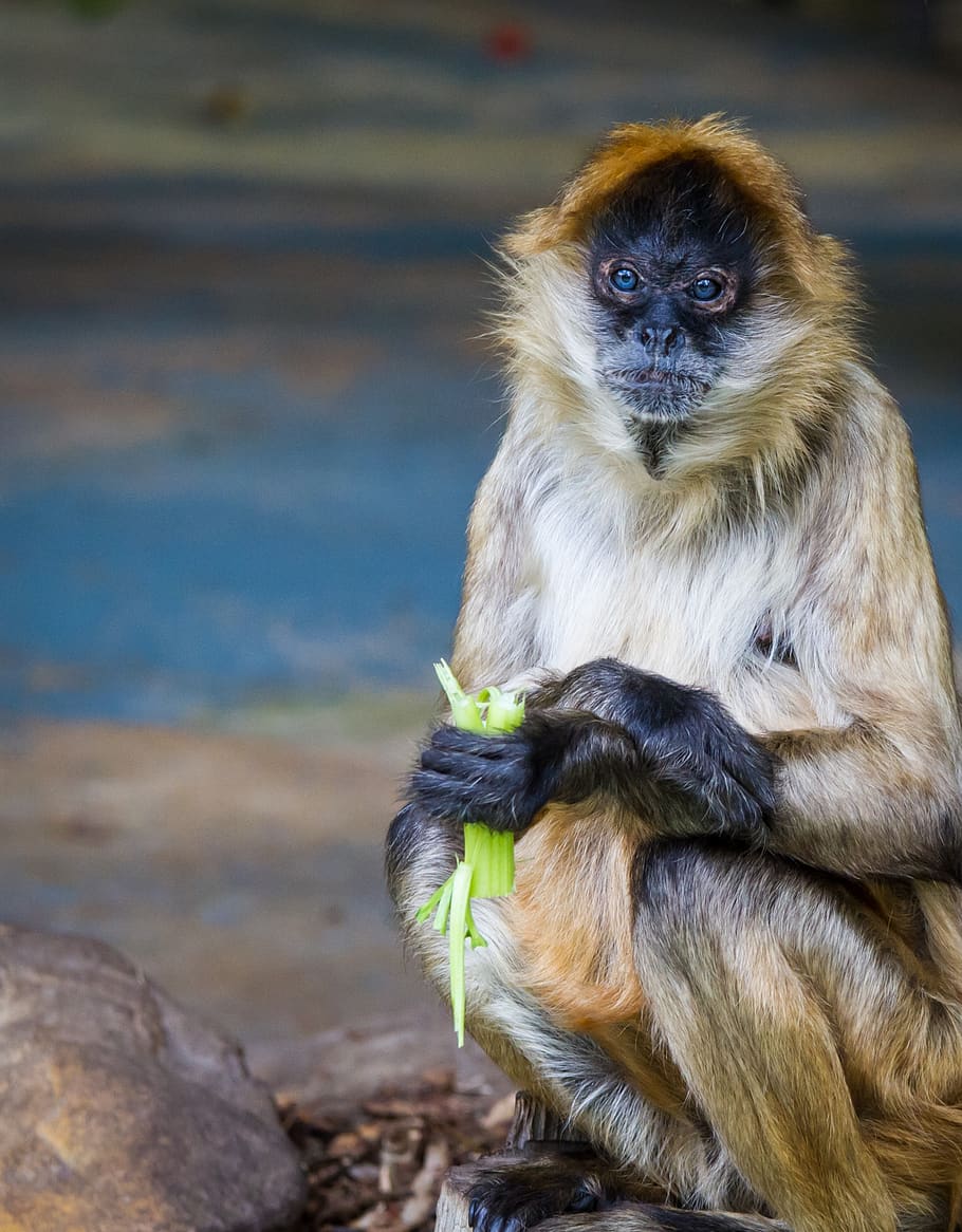 brown monkey eating vegetable, primate, mammal, animal wildlife HD wallpaper