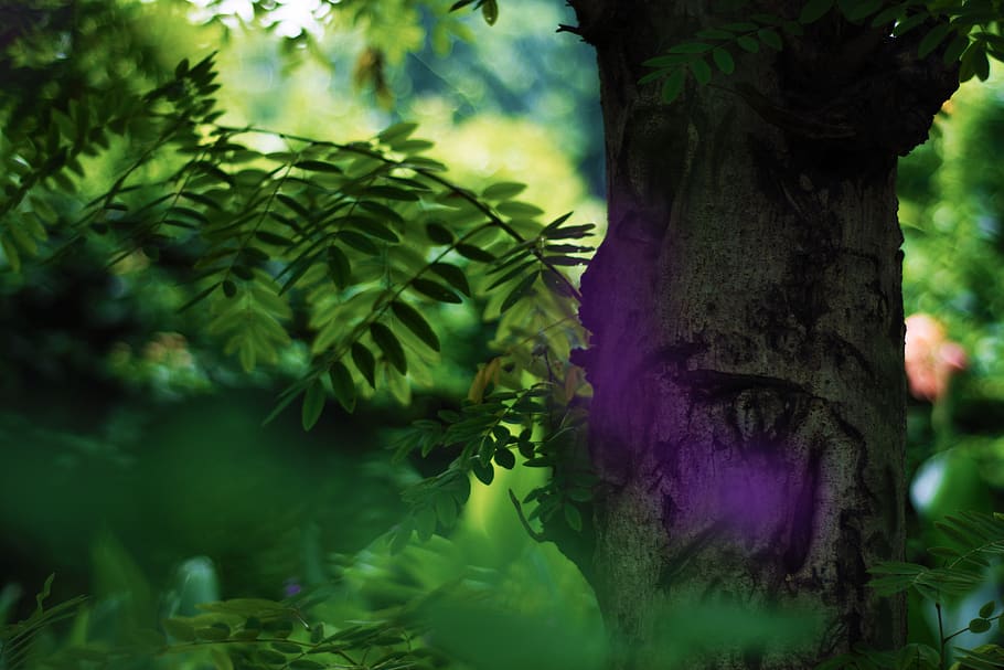 trees, leaves, close-up, bokeh, greenery, purple flower, forest HD wallpaper