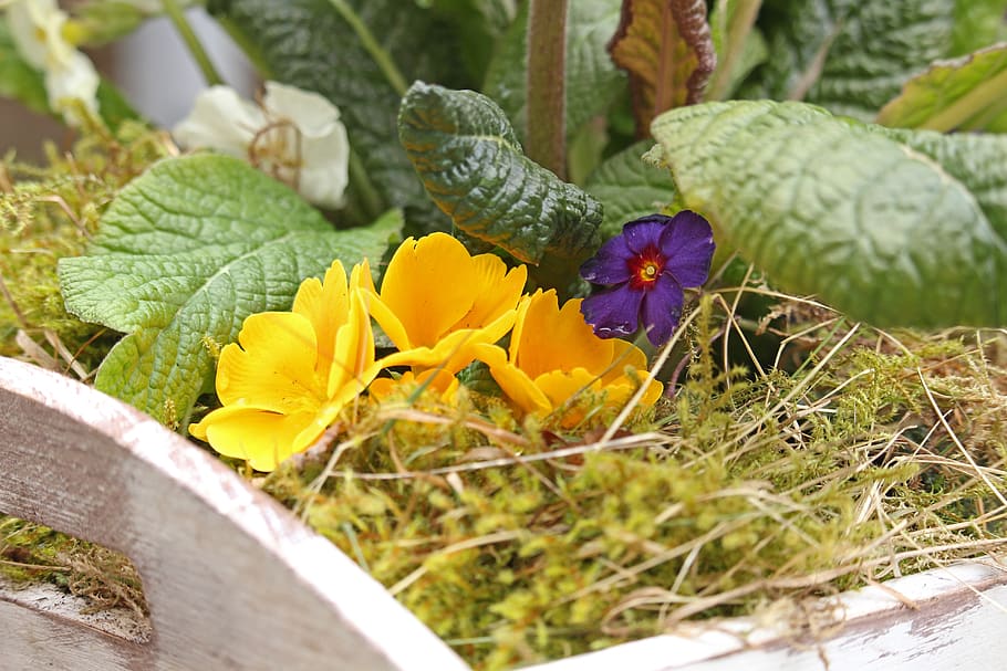 primrose, spring, moss, table decorations, primrose greenhouse HD wallpaper