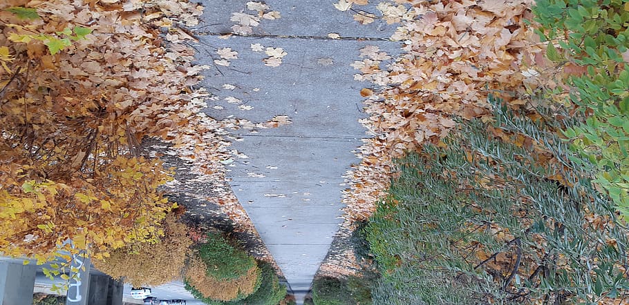 path, slate, leaf, plant, flagstone, tarmac, asphalt, road HD wallpaper
