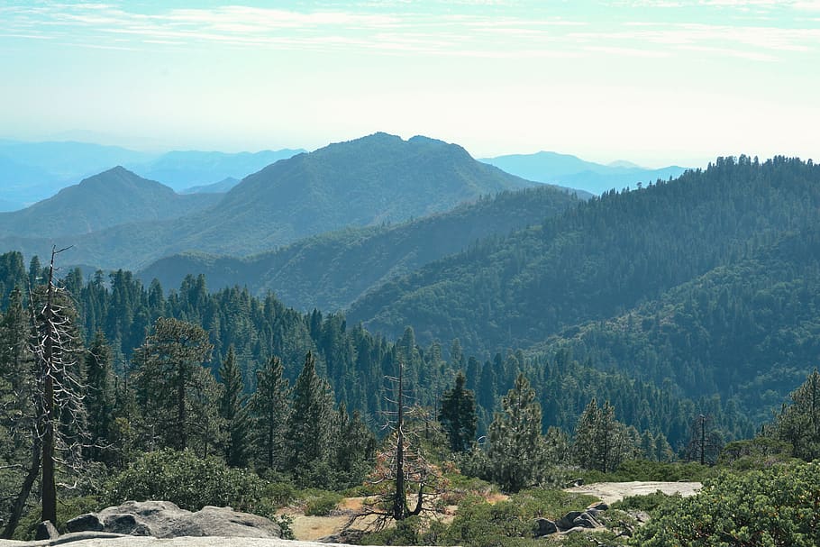 united states, sequoia national park, pines, mountain, usa