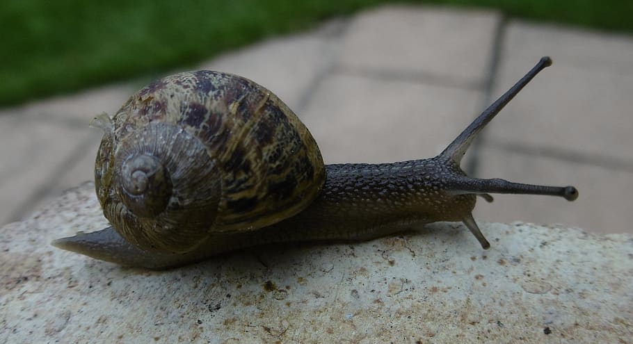 snail, animal, shell, garden, crawl, creature, slowly, nature HD wallpaper