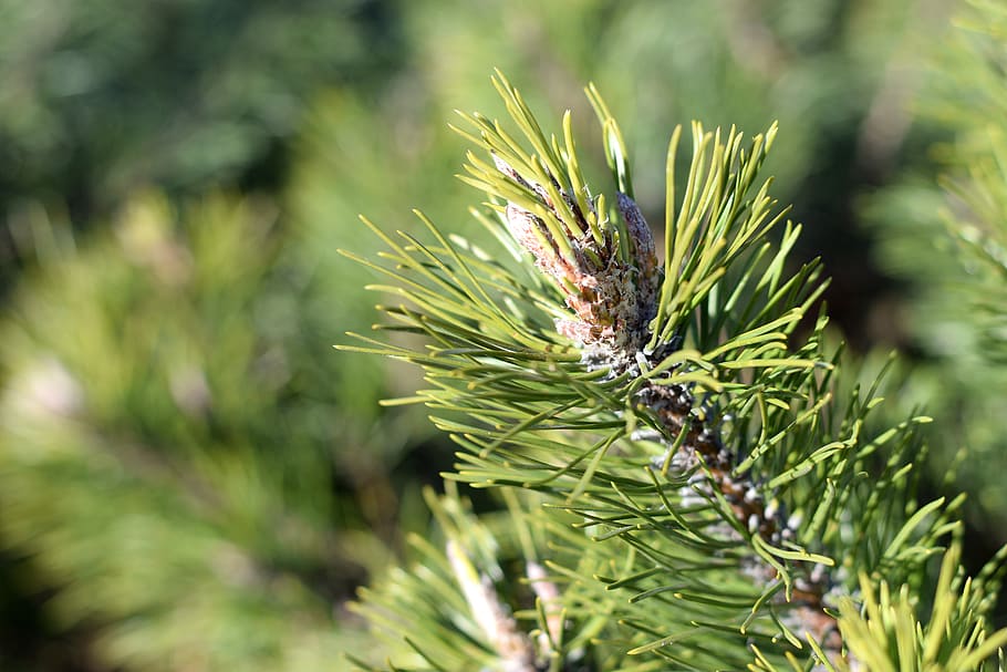 tree, plant, conifer, pine, abies, fir, larch, nature, spruce HD wallpaper