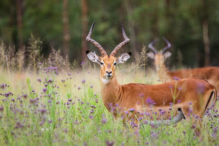 Two Brown Impala, animal, antelope, antlers, daylight, ears, environment, HD wallpaper
