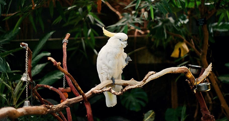 zoo, white, parrot, bird, animal, wild, nature, perching, vertebrate HD wallpaper
