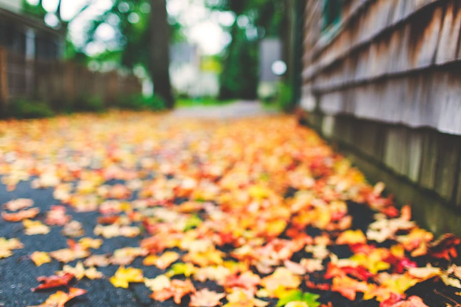colorful, leafe, fall, blurry, autumn, plant part, nature, day HD wallpaper