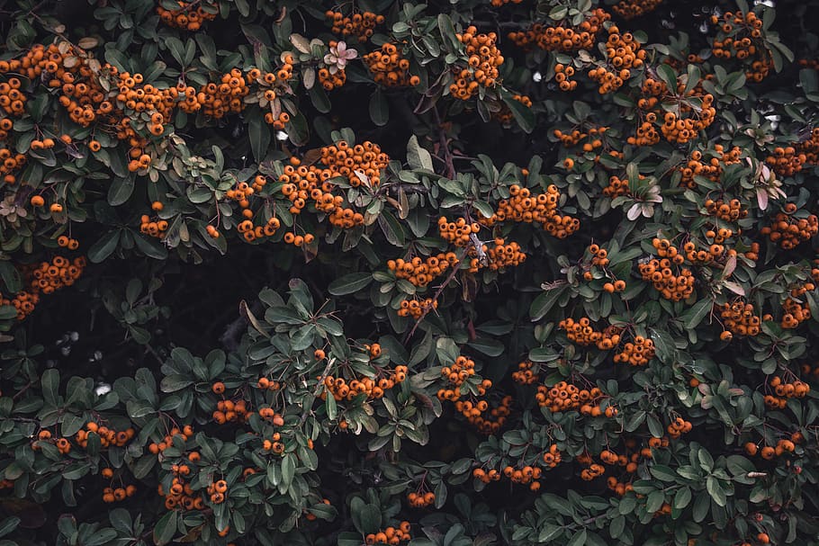 red berries on tree, teal and orange, moody, plant, full frame HD wallpaper