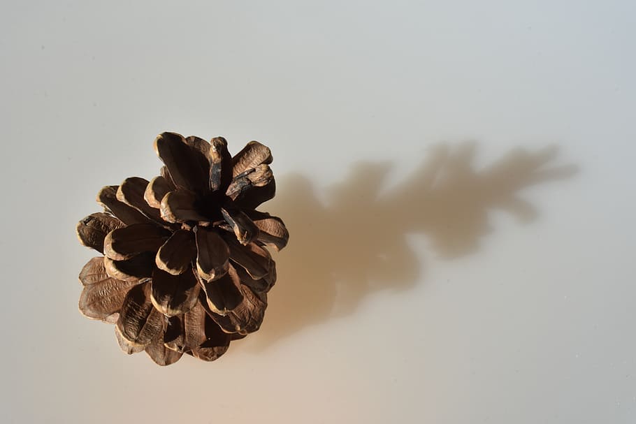 pine cone, nature, shadow, plant, studio shot, indoors, no people HD wallpaper