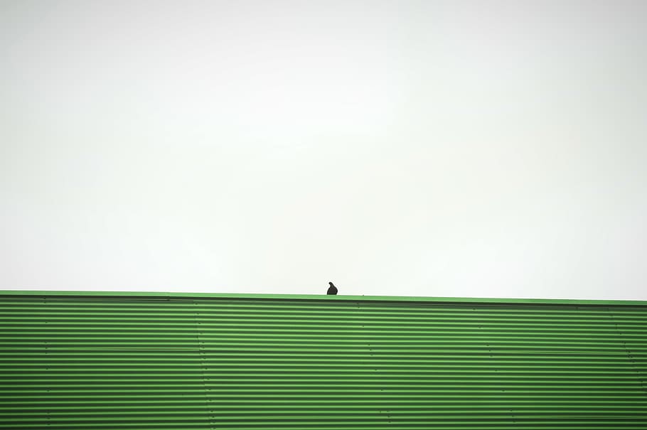 spain, valencia, background, line, verde, pajaro, bird, white HD wallpaper
