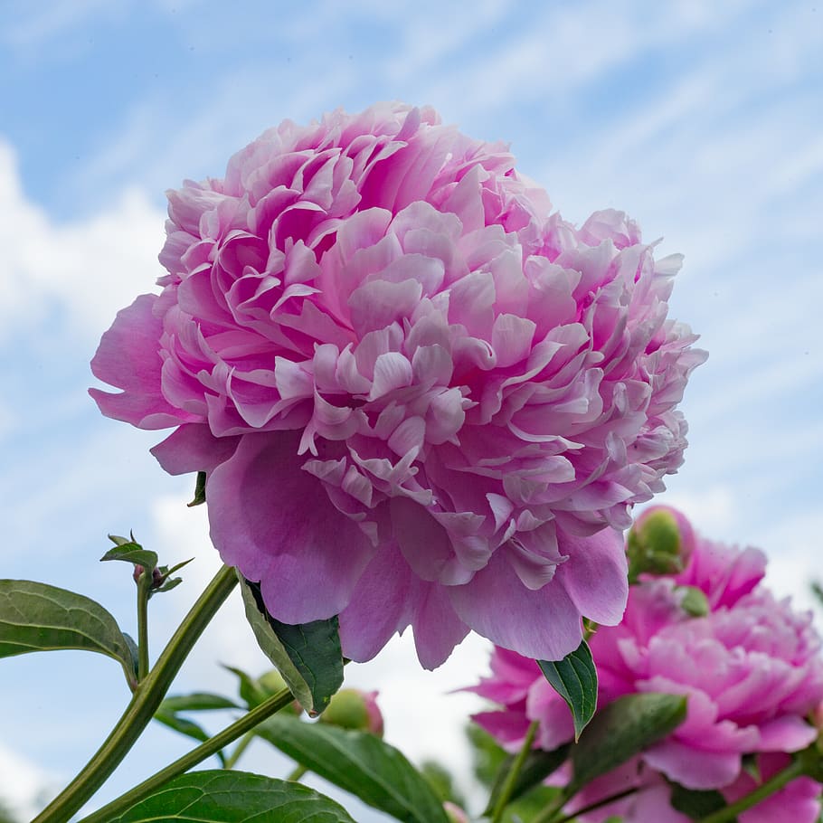 spring, peony, pink, sky, flowering plant, pink color, fragility HD wallpaper