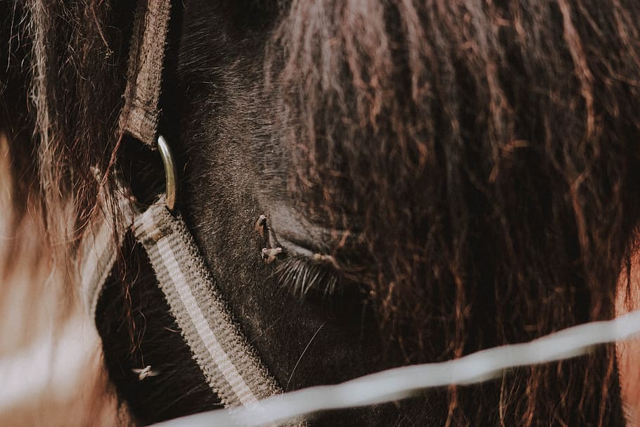 photograph of black horse, face, macro, hair, bokeh, blur, eye HD wallpaper