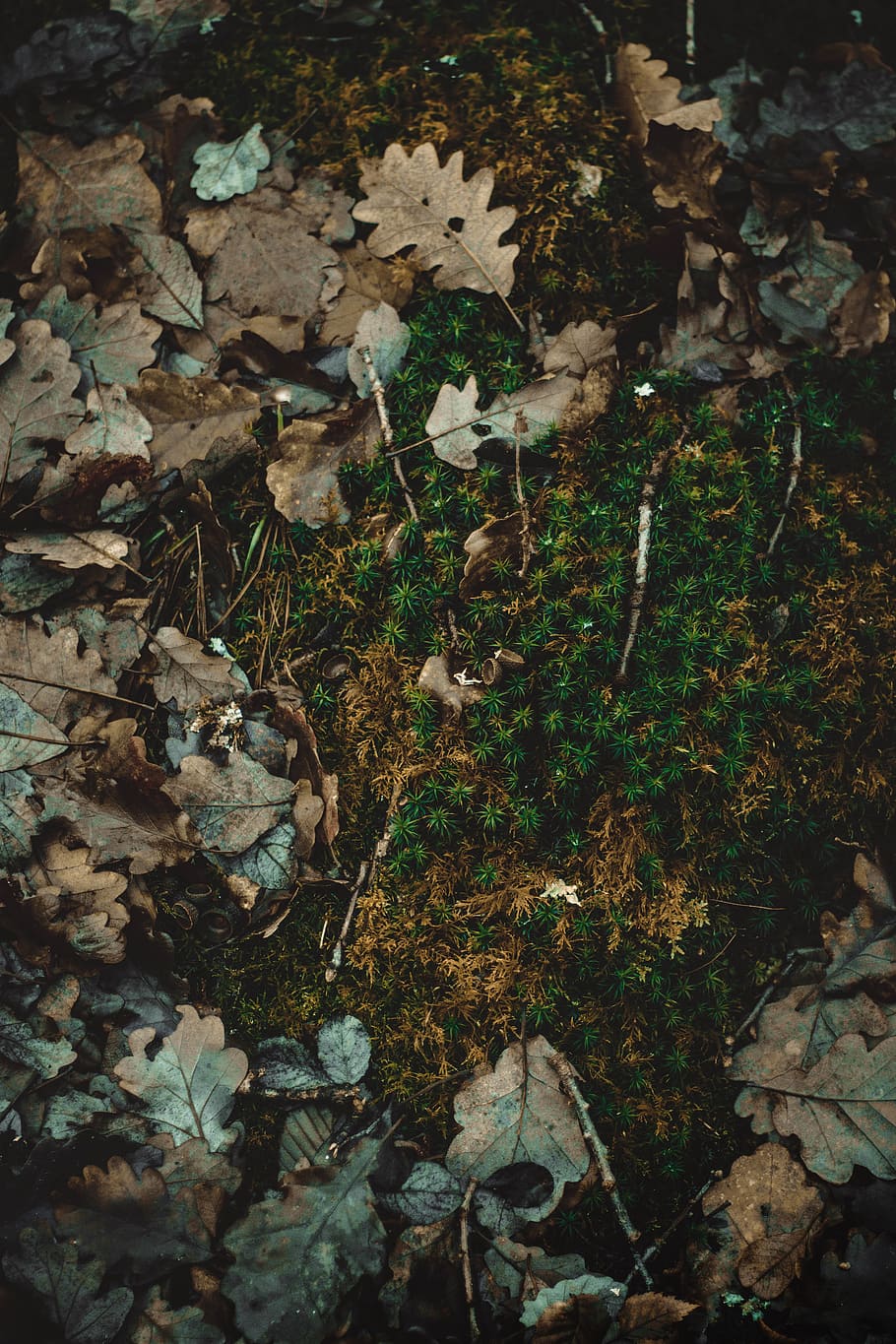 dried leaves on ground, plant part, leaf, nature, land, growth HD wallpaper