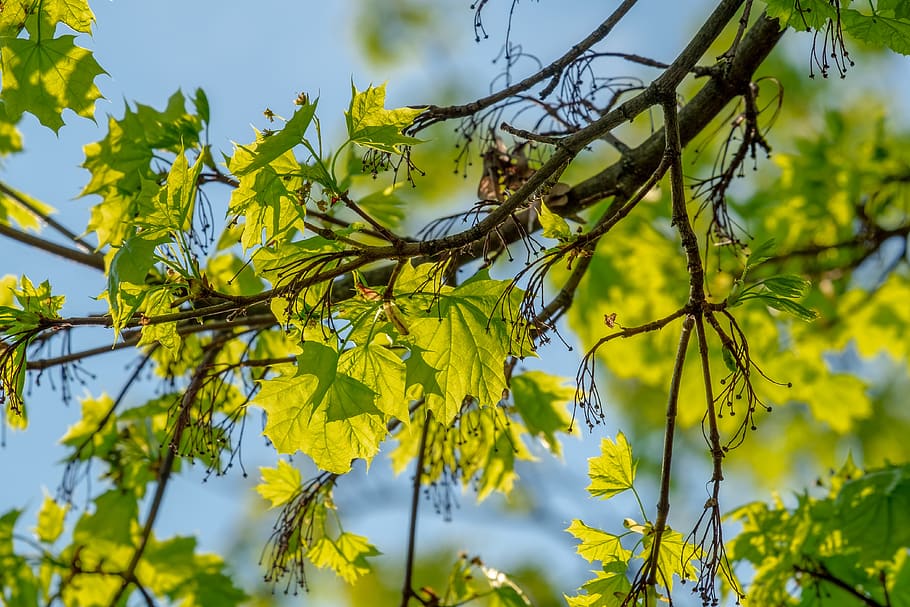maple, leaves, branch, maple leaves, bright, backlighting, spring HD wallpaper