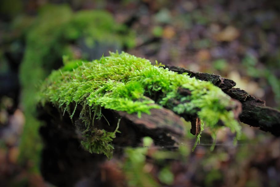 moss, log, forest, plant, green color, growth, nature, plant part HD wallpaper