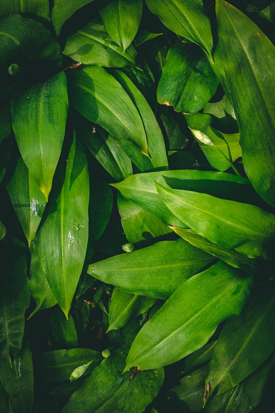 leaf, vegetation, bush, vase, potted plant, pottery, jar, water HD wallpaper