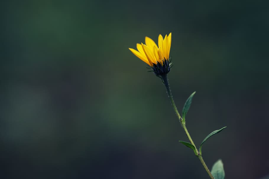 sunroot, flower, yellow, blossom, flora, plant, earth apple HD wallpaper