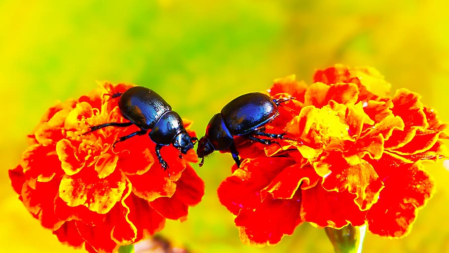 two black beetles perched on flowers, dung beetle, animal, invertebrate, HD wallpaper