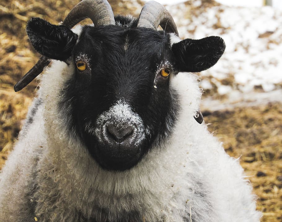 Sheep eyes. Sheep Eye.