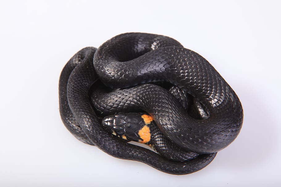 snake, slither, animal, black, cold, blooded, cunning, danger HD wallpaper