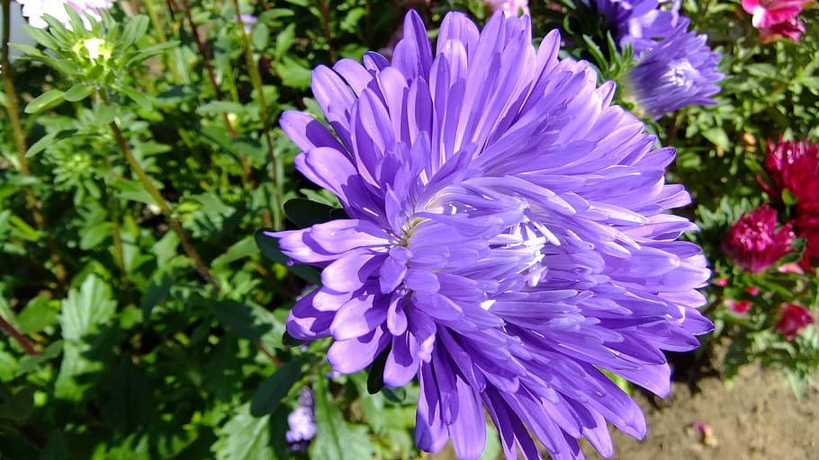 astra, flower, nature, summer, petals, purple, bright, flowering plant HD wallpaper