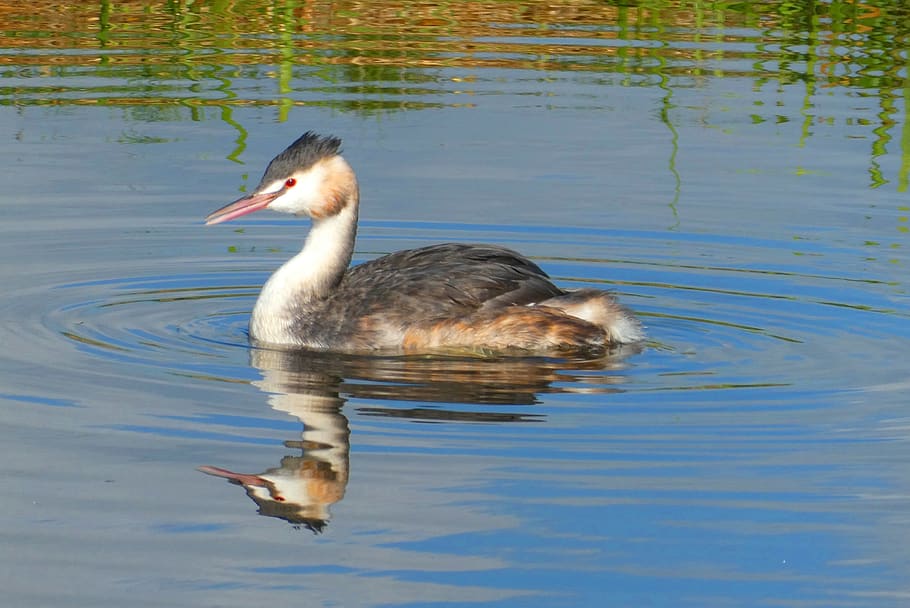grebe, reflection, bird, wings, poultry, waterfront, natural HD wallpaper