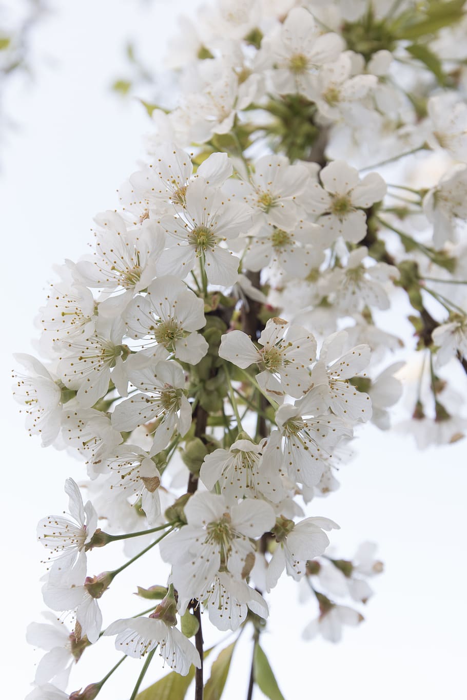 cherry blossom, cherries, cherry tree, spring, flowering twig HD wallpaper